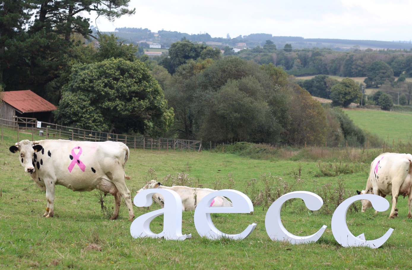 Vacas contra el cancer Casa Grande de Xanceda